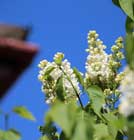 Lilacs in back garden